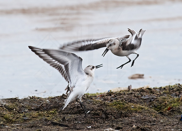 Calidris alba  SANDERLING 8026634z