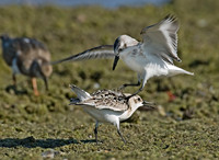 Calidris alba SANDERLING 7012383z