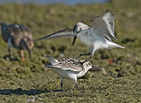 Calidris alba  SANDERLING 7012383z