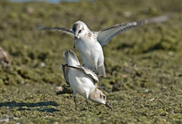 Calidris alba SANDERLING 7012381z