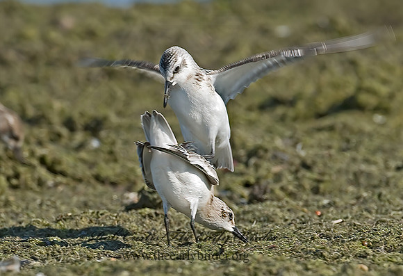 Calidris alba  SANDERLING 7012381z