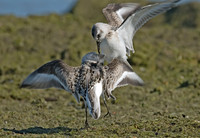 Calidris alba SANDERLING 7012388z