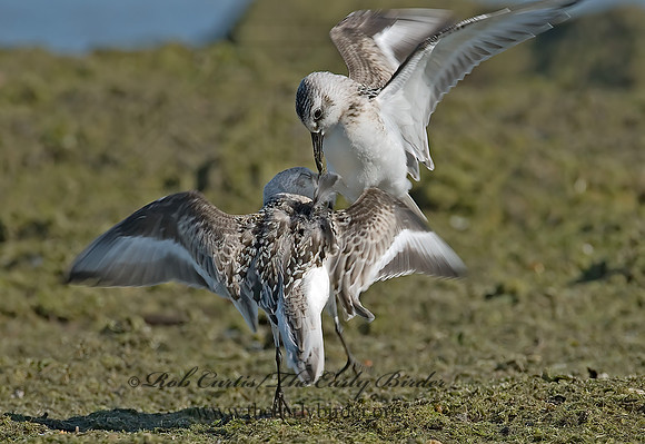 Calidris alba  SANDERLING 7012388z