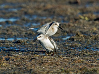 Calidris alba SANDERLING 9062092z