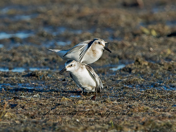 Calidris alba  SANDERLING 9062092z