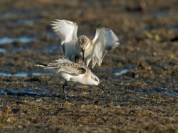 Calidris alba  SANDERLING 9062095z