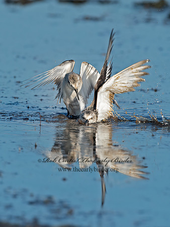 Calidris alba  SANDERLING 9062105z