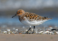 Calidris alba SANDERLING 9001976z