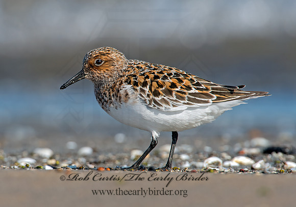 Calidris alba  SANDERLING 9001976z