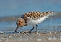 Calidris alba SANDERLING 9001970z