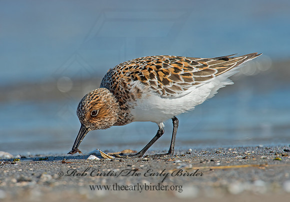 Calidris alba  SANDERLING 9001970z