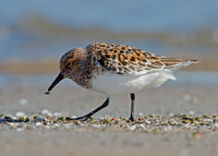 Calidris alba SANDERLING 9001962z