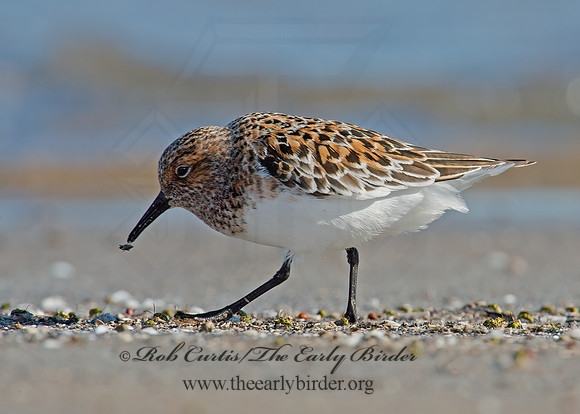 Calidris alba  SANDERLING 9001962z