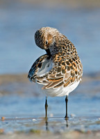 Calidris alba SANDERLING 9001938z
