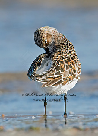Calidris alba  SANDERLING 9001938z