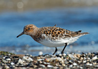 Calidris alba SANDERLING 9001950z