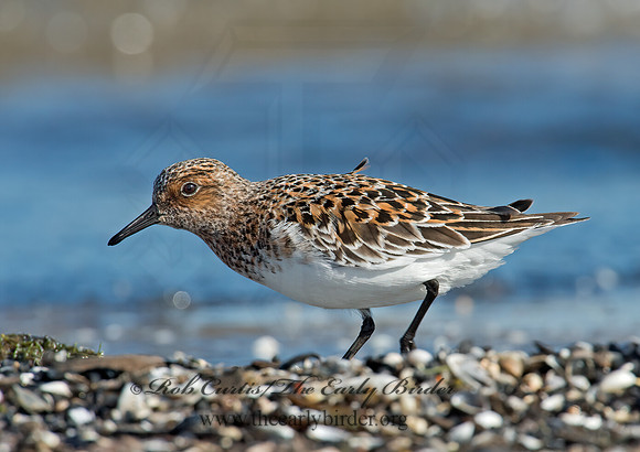 Calidris alba  SANDERLING 9001950z