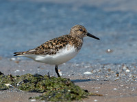 Calidris alba SANDERLING 9046793z