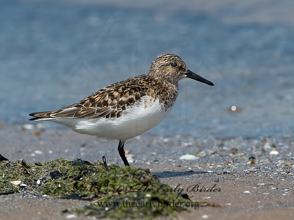 Calidris alba  SANDERLING 9046793z