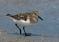 Calidris alba SANDERLING 9046783z