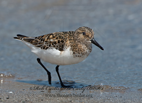 Calidris alba  SANDERLING 9046783z