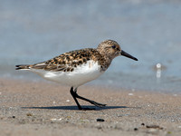 Calidris alba SANDERLING 9046789z