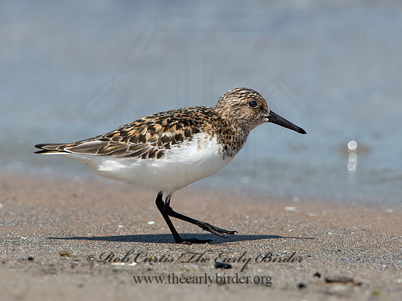 Calidris alba  SANDERLING 9046789z