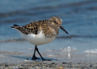 Calidris alba SANDERLING 9046787z