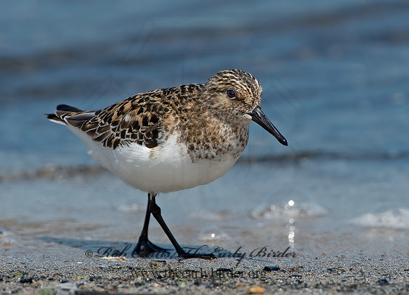 Calidris alba  SANDERLING 9046787z