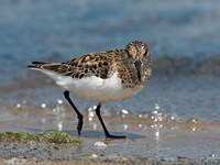 Calidris alba SANDERLING 9046785z