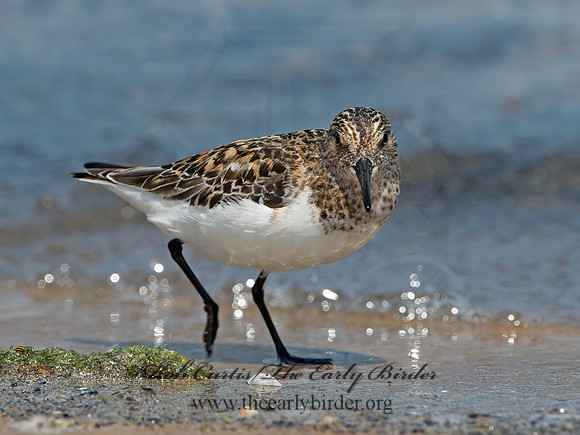 Calidris alba  SANDERLING 9046785z