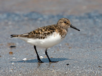 Calidris alba SANDERLING 9046790z
