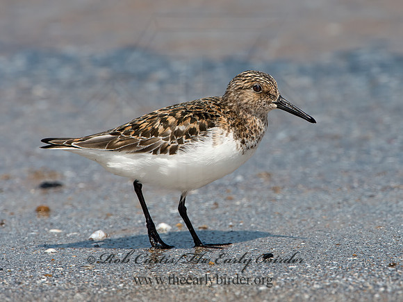 Calidris alba  SANDERLING 9046790z