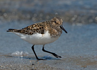 Calidris alba  SANDERLING 9046784z