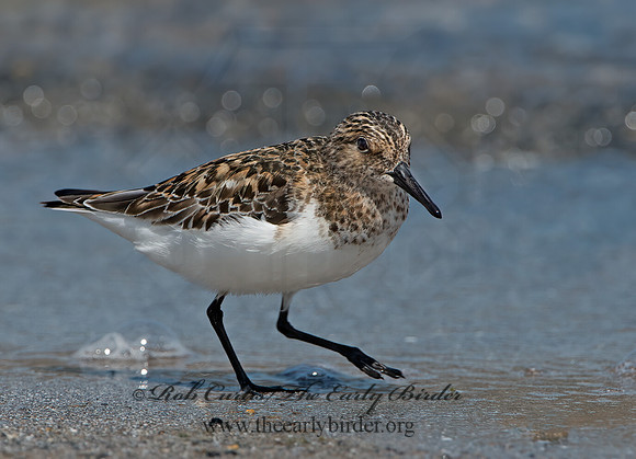 Calidris alba  SANDERLING 9046784z