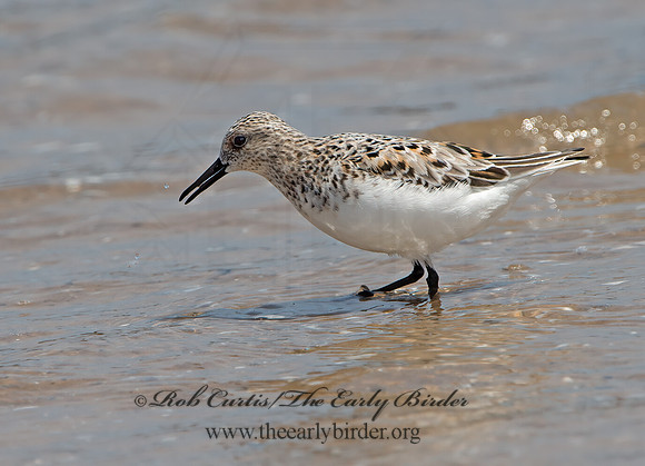 Calidris alba  SANDERLING 9046805z