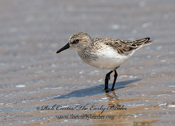 Calidris alba  SANDERLING 9046801z