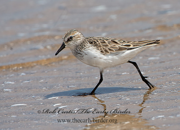 Calidris alba  SANDERLING 9046800z