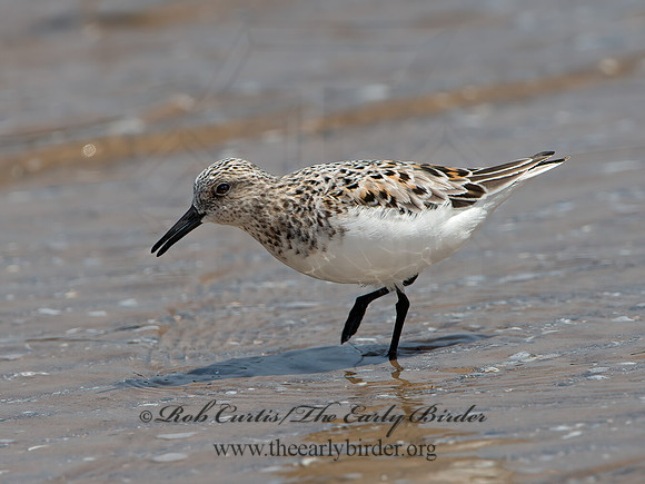 Calidris alba  SANDERLING 9046797z