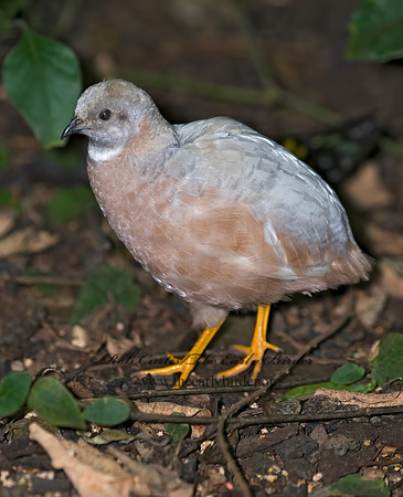 Coternix chinensis  BUTTONQUAIL 8006710z