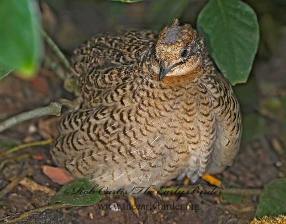Coternix chinensis  BUTTONQUAIL 8006700z