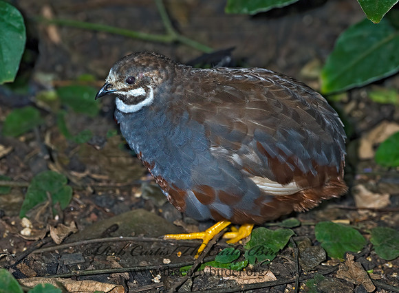 Coternix chinensis  BUTTONQUAIL 8006715z