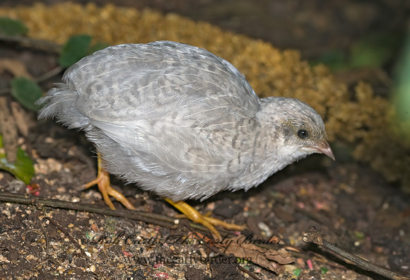 Coternix chinensis  BUTTONQUAIL 8006702z