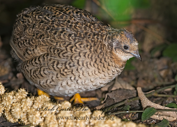 Coternix chinensis  BUTTONQUAIL 8006697z