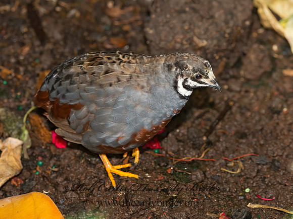 Coternix chinensis  BUTTONQUAIL 9009090z
