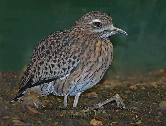 Burhinus capensis  CAPE THICK-KNEE 6018467Z