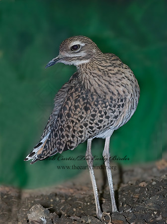 Burhinus capensis  CAPE THICK-KNEE 6018460Z
