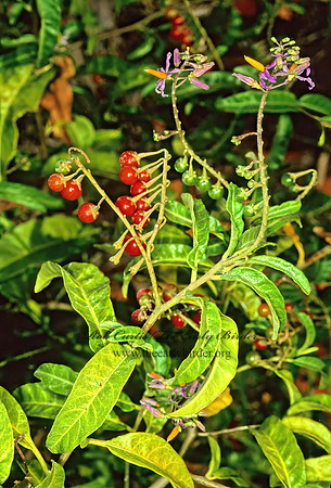 Solanum bahamense  BAHAMA NIGHTSHADE 248515z