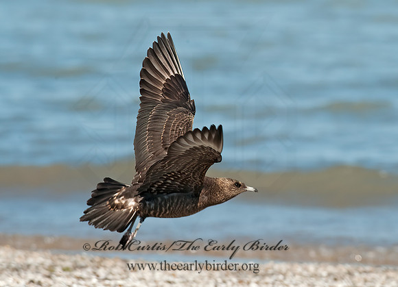 Stercorarius parasiticus  PARASITIC JAEGER 8024082z