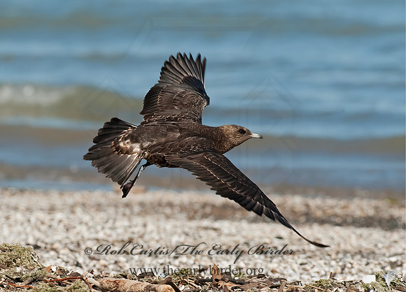 Stercorarius parasiticus  PARASITIC JAEGER 8024079z